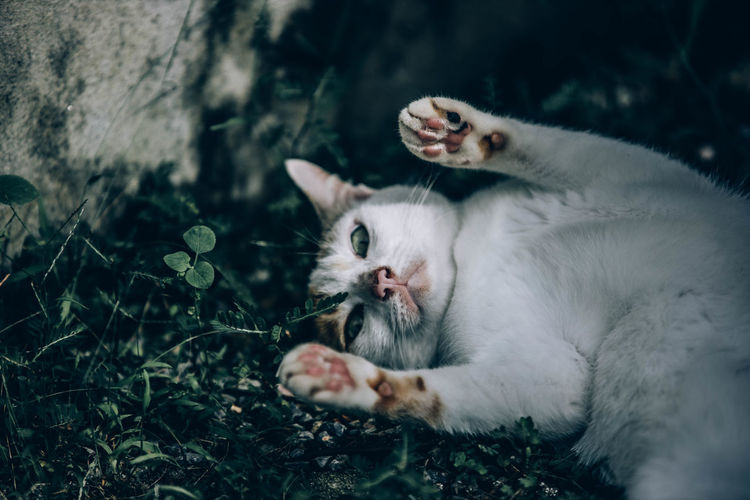 Portrait of kitten relaxing outdoors