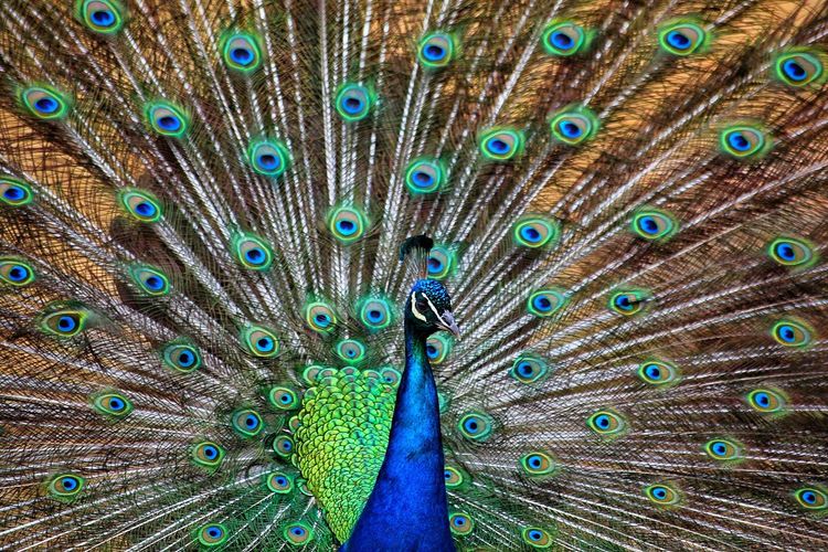 Close-up of peacock with spread wings