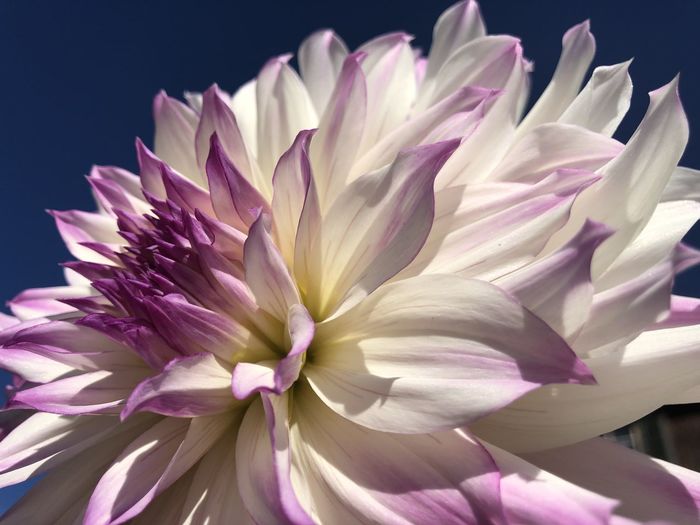 Close-up of pink dahlia against black background
