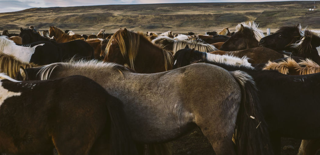 View of horse on field