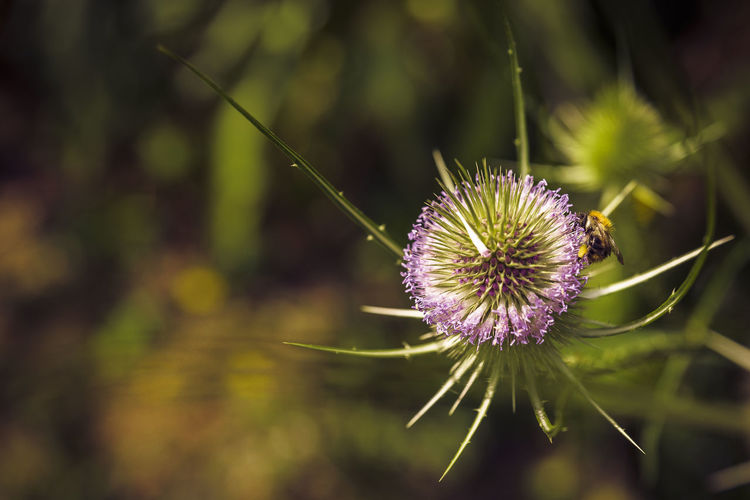 Close-up of purple flower