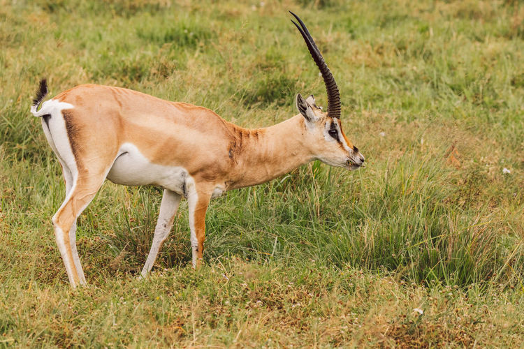Side view of deer on field