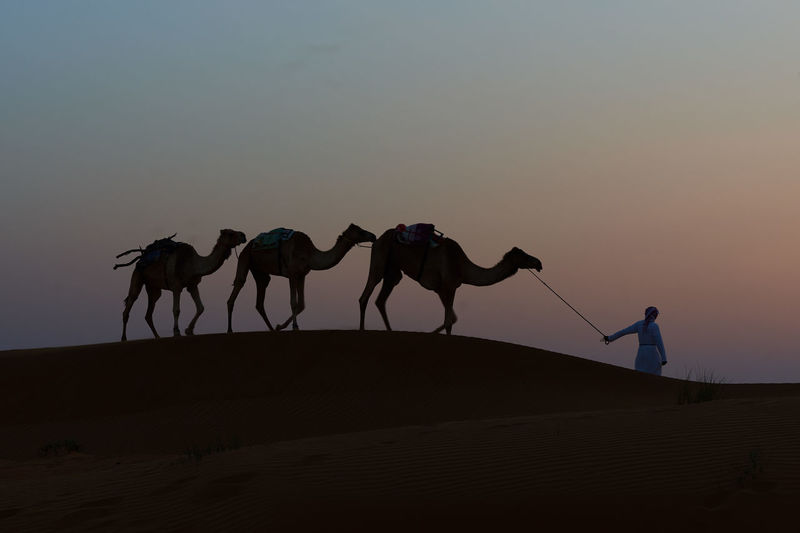Silhouette person with camels walking on sand at desert against clear sky during sunset