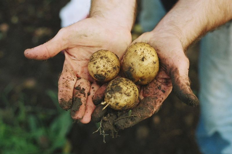 Cropped hand of man holding potatoes