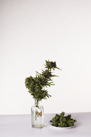Bouquet of marijuana in pot vase with buds of weed on white background
