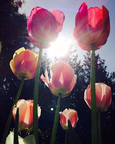 Close-up of pink tulips