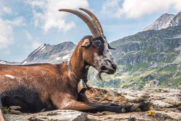 Side view of a goat on mountain against sky