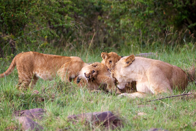 View of lion and cubs