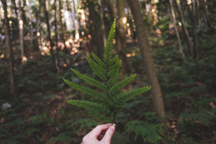 Cropped image of hand holding fern leaves in forest