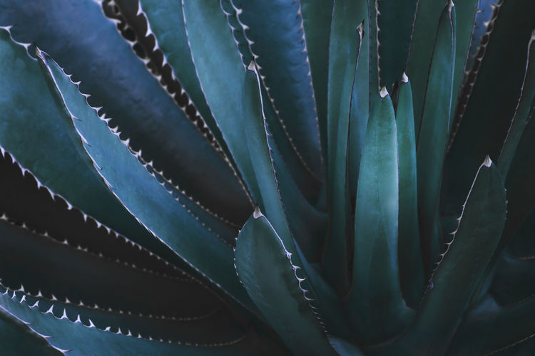 Agave plant in dark blue green tone color as abstract natural pattern background