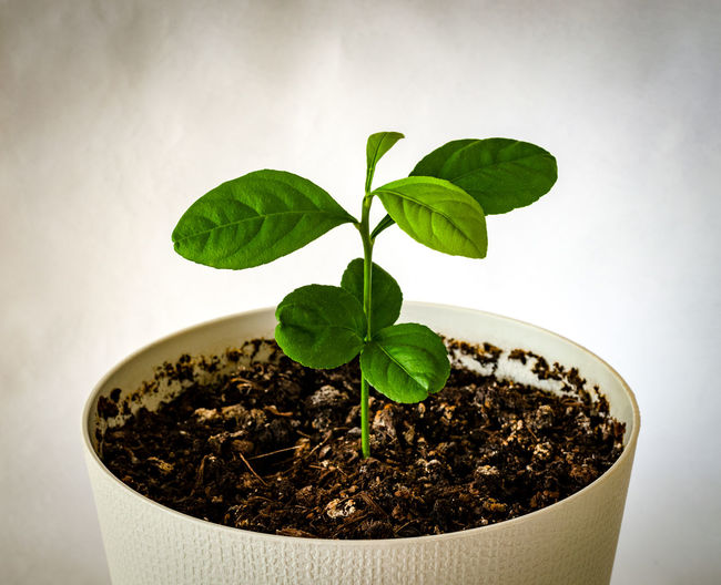 Close-up of small potted plant