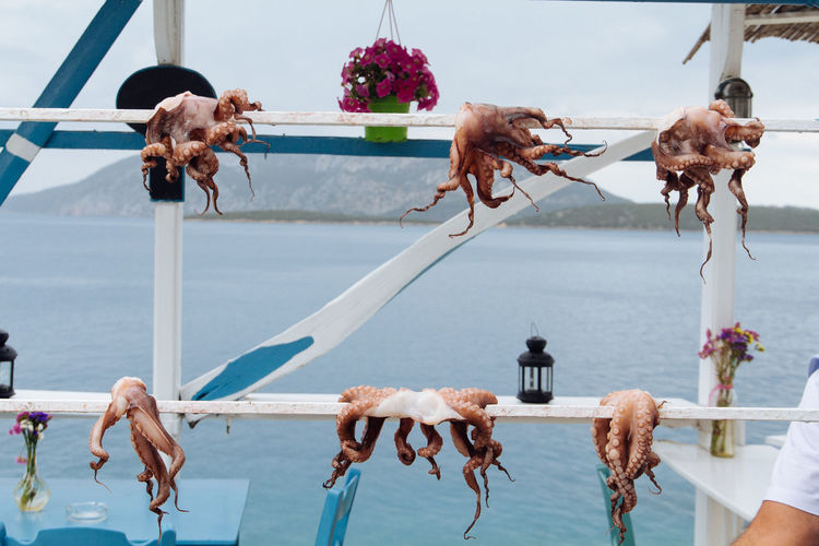 Octopus caught and drying on wooden rack at a restaurant in greece with a sea backdrop.