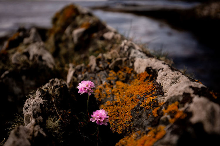Irish seaside rocks and flower