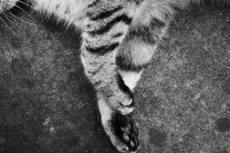Cropped images of animal legs
