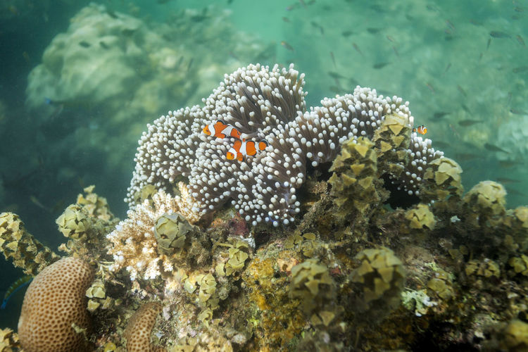 Coral reef on andaman islands