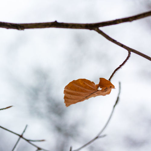 Close-up of dried leaf on branch