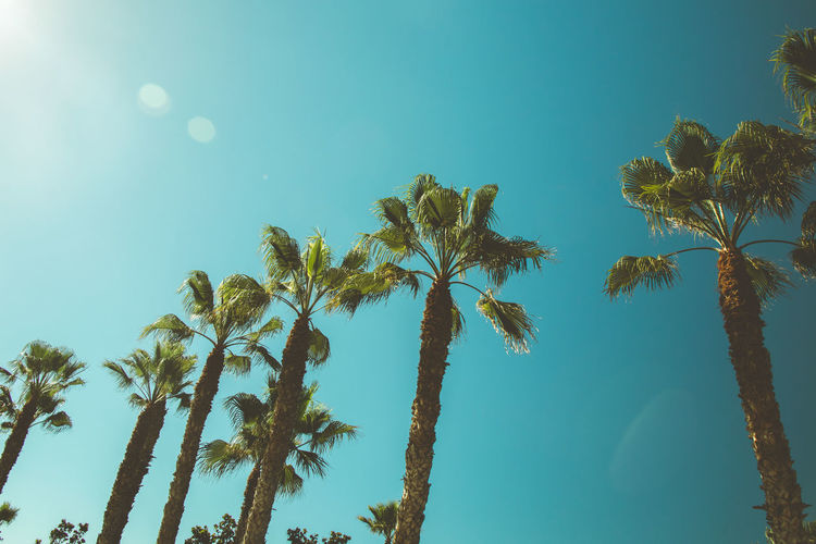 Low angle view of coconut palm trees against clear blue sky