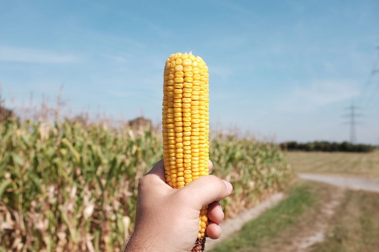 Cropped hand of man holding sweetcorn on field against sky
