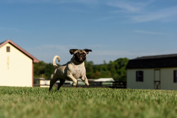 Dog running on grassy landscape