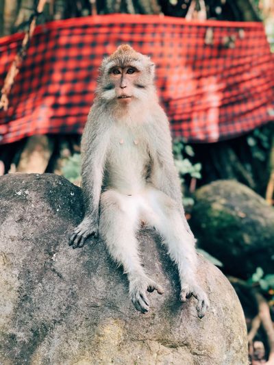 Portrait of monkey sitting on rock