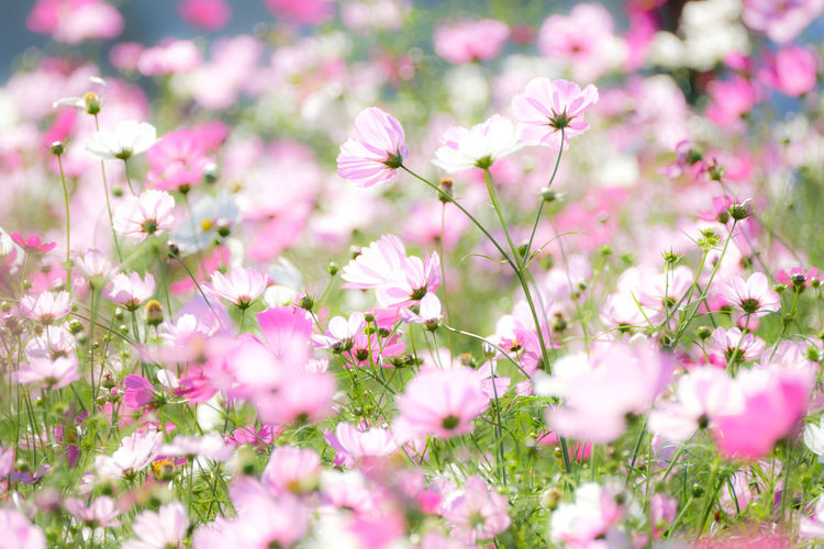 Close-up of pink flowers growing on field 