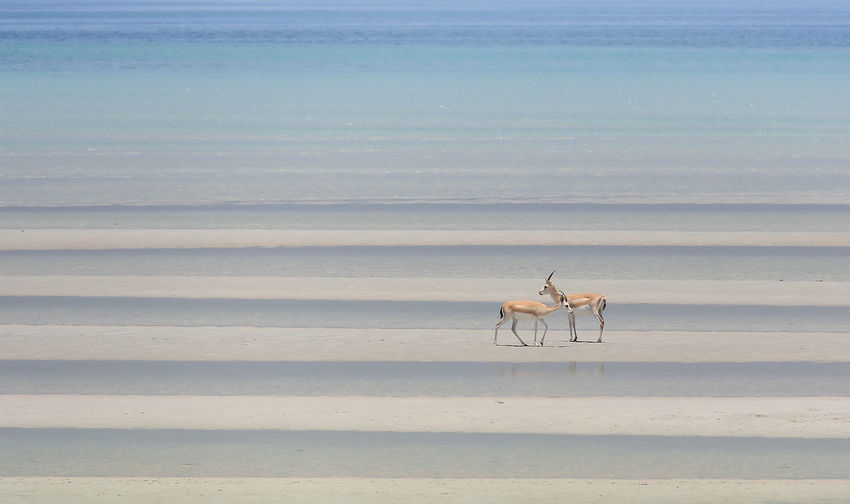 Scenic view of sea