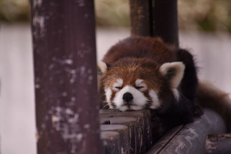 Image of a sleepy red panda.