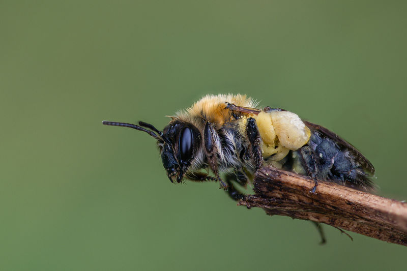 Bee drying out on a tree branch after getting drenched in a sudden rain downpour
