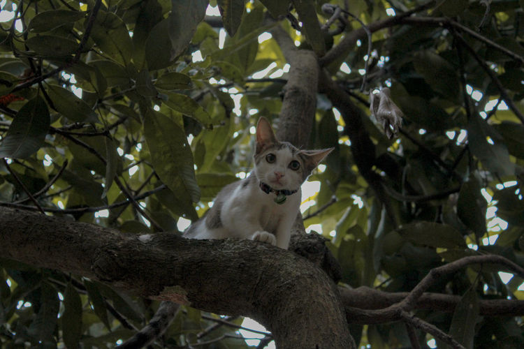 Portrait of a cat sitting on tree