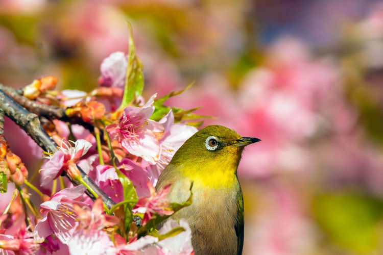 Close-up of bird by pink flower