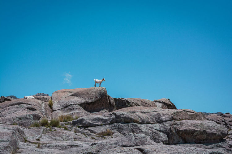 Low angle view of goat on rock against blue sky