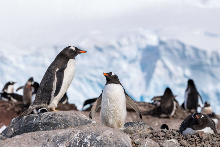 Two gentoo penguins in the foreground of a penguin colony, antarctica