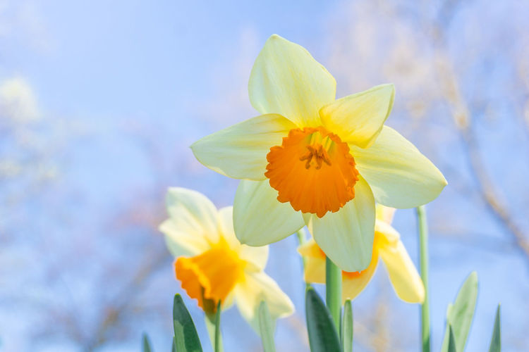 Close-up of yellow daffodils in spring