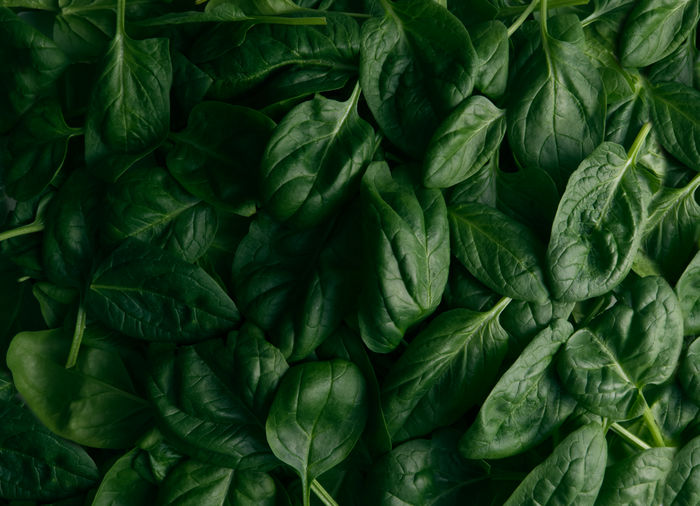 Green spinach leaves closeup background wallpaper. high quality photo