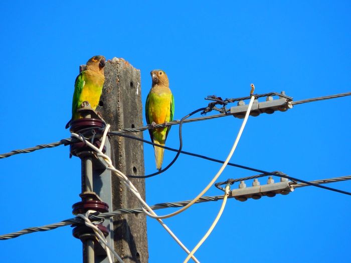 Low angle view of parrots perching on cables against clear blue sky