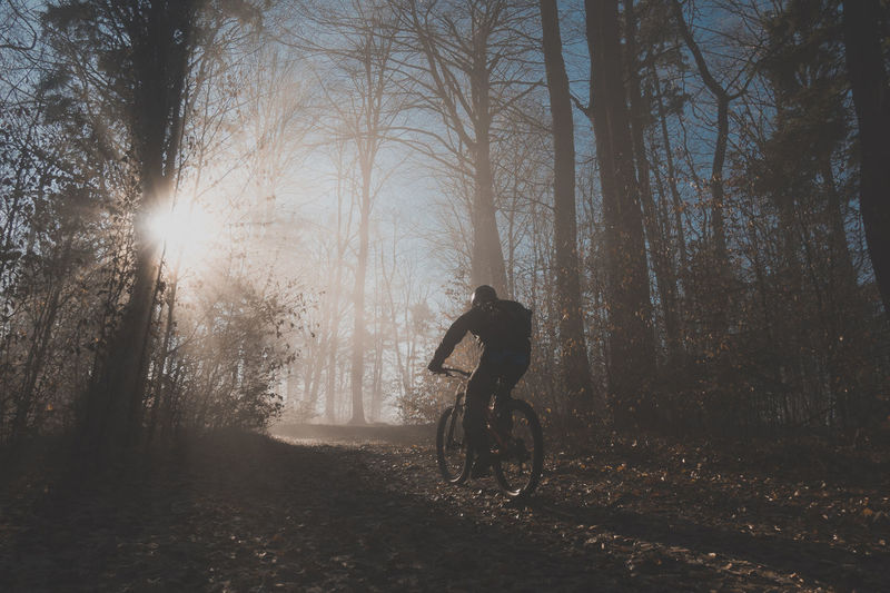 Rear view of man riding bicycle in forest