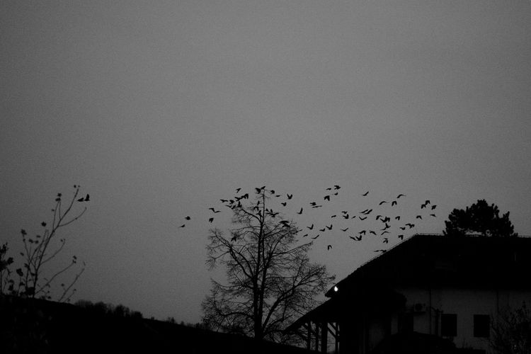 Silhouette of birds flying against sky