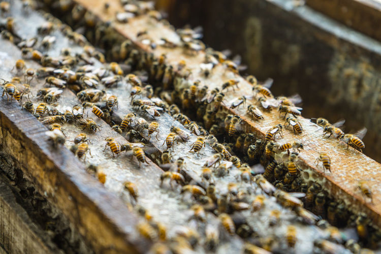 High angle view of bees in beehive