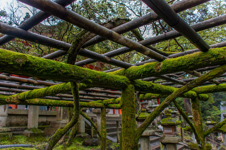 Low angle view of trees in forest