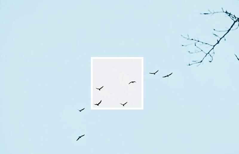 Close-up of birds flying against sky