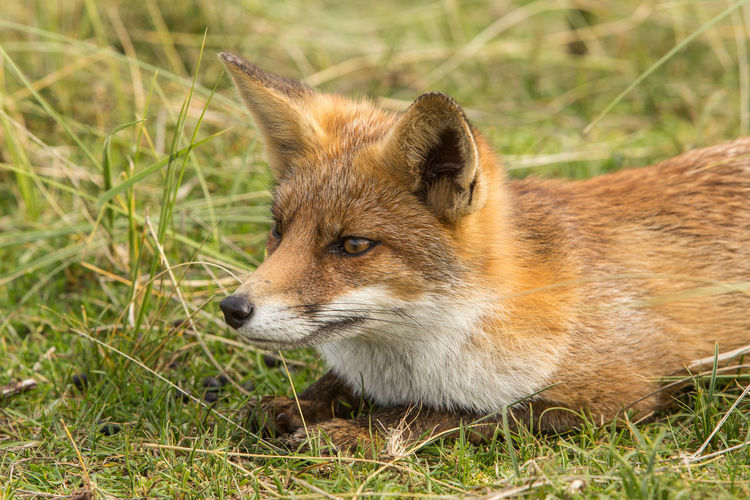 Close-up of fox on grassy field