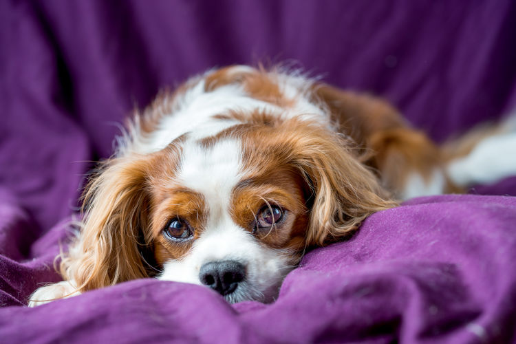 Close-up of puppy against purple textile