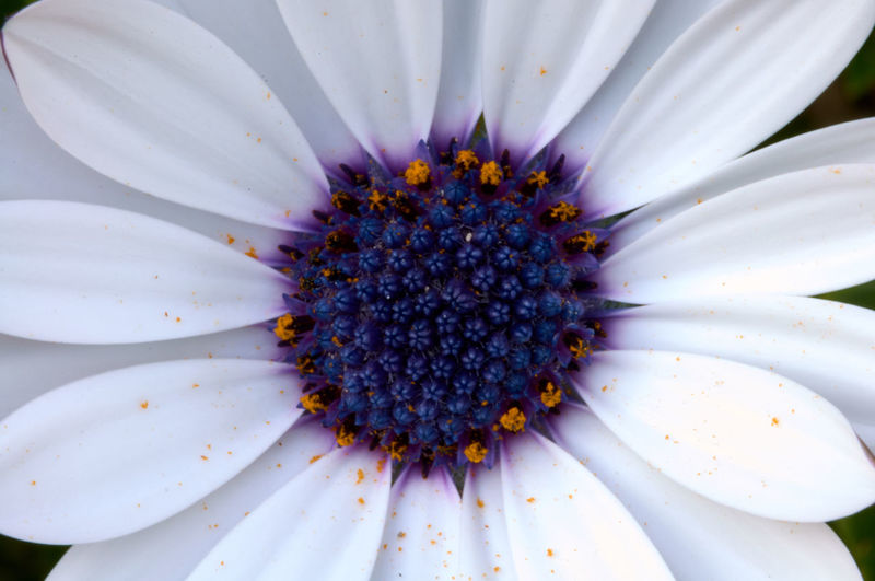 Close-up of white daisy flower