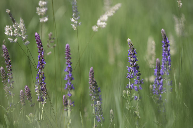 Close-up of purple flowering plants on field