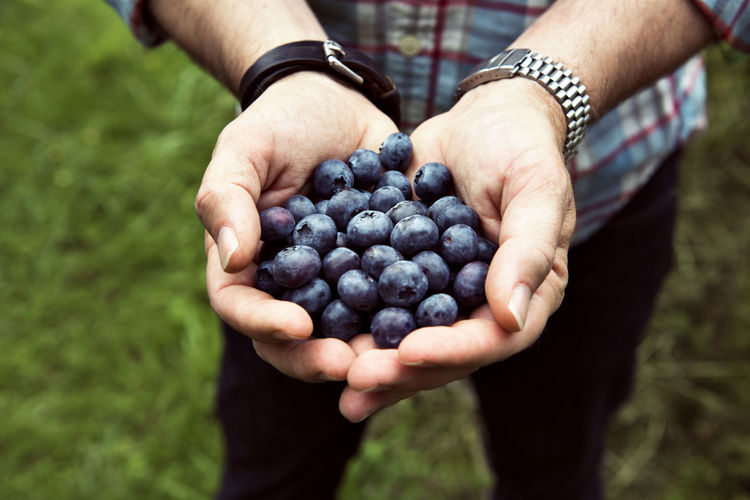 Midsection of man holding blueberries while standing in organic farm