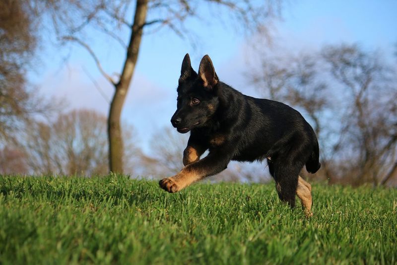 50 German Shepherd Pictures Hd Download Authentic Images On Eyeem