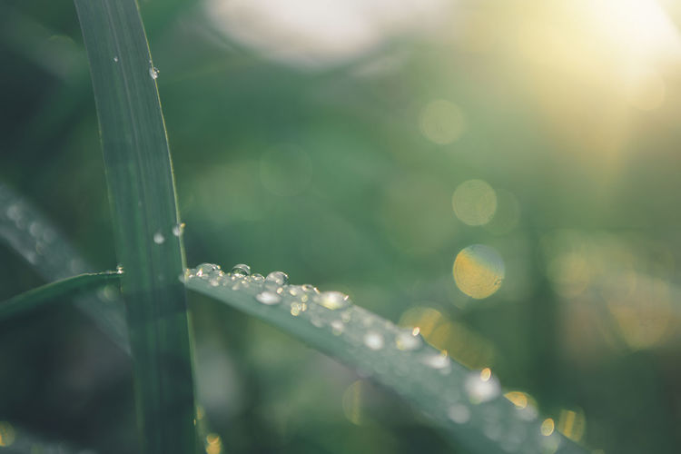 Close-up of water drops on plant