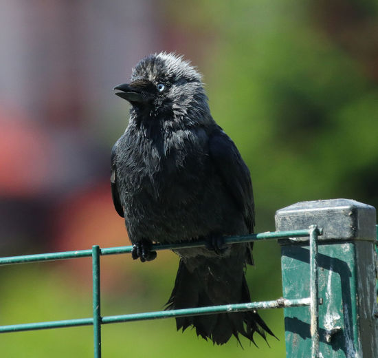 Close-up of bird perching on metal railing,corvus monedula
