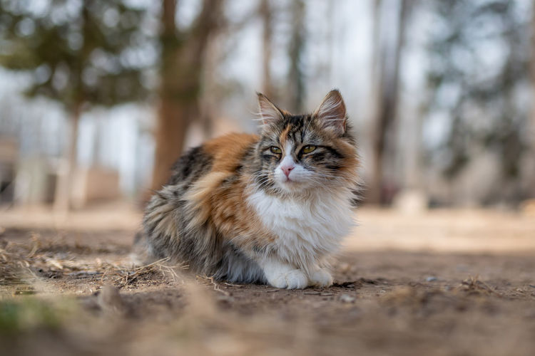 Cat looking away