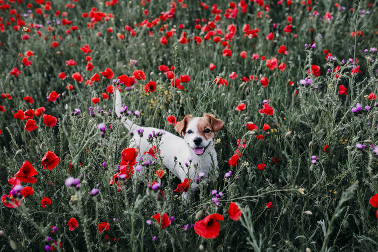 High angle portrait of dog standing amidst flowers in park